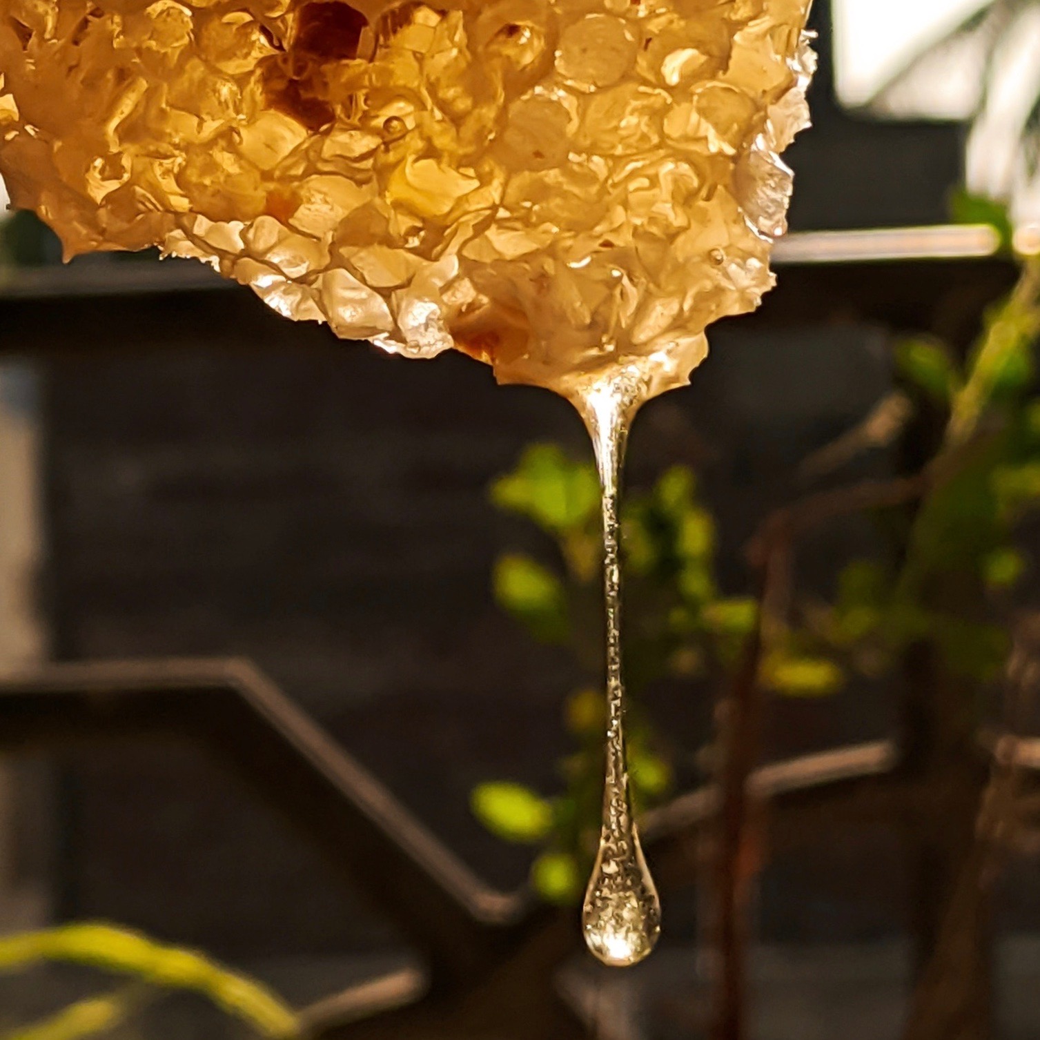 honey dripping from the comb