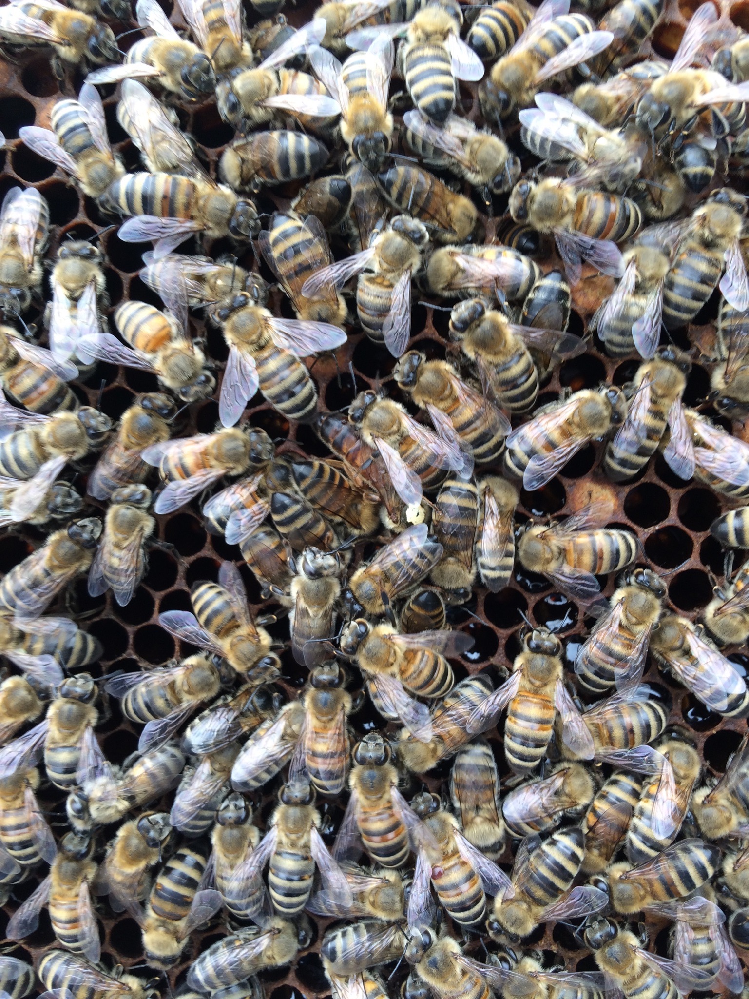 Honey bees climbing over a frame of brood